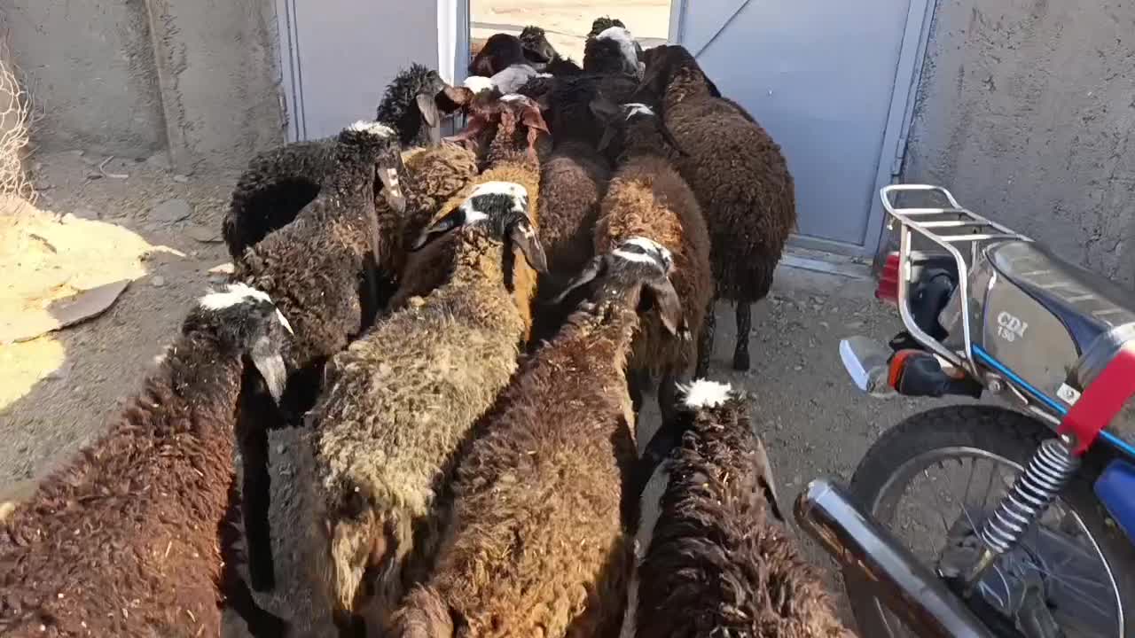 21راس بره|حیوانات مزرعه|کرج, فاز ۱ مهرشهر|دیوار