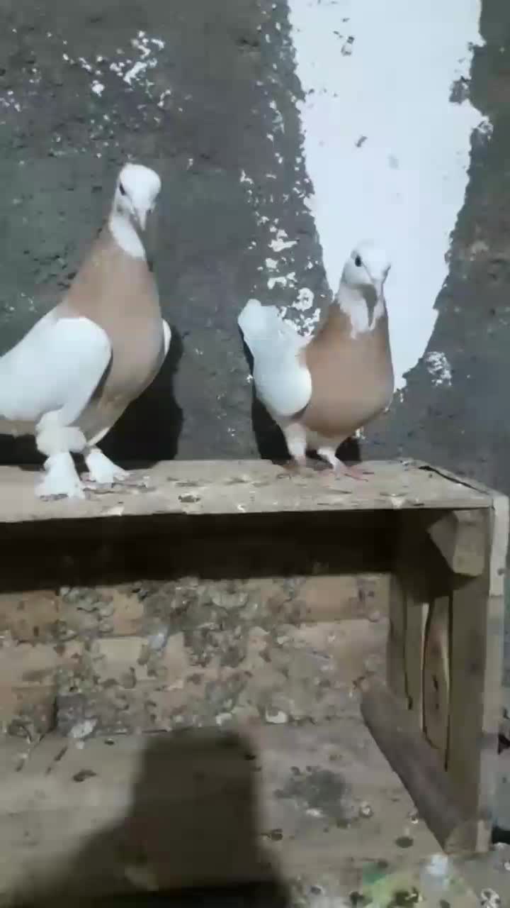 طوقی|پرنده|مشهد, کوی ولیعصر|دیوار