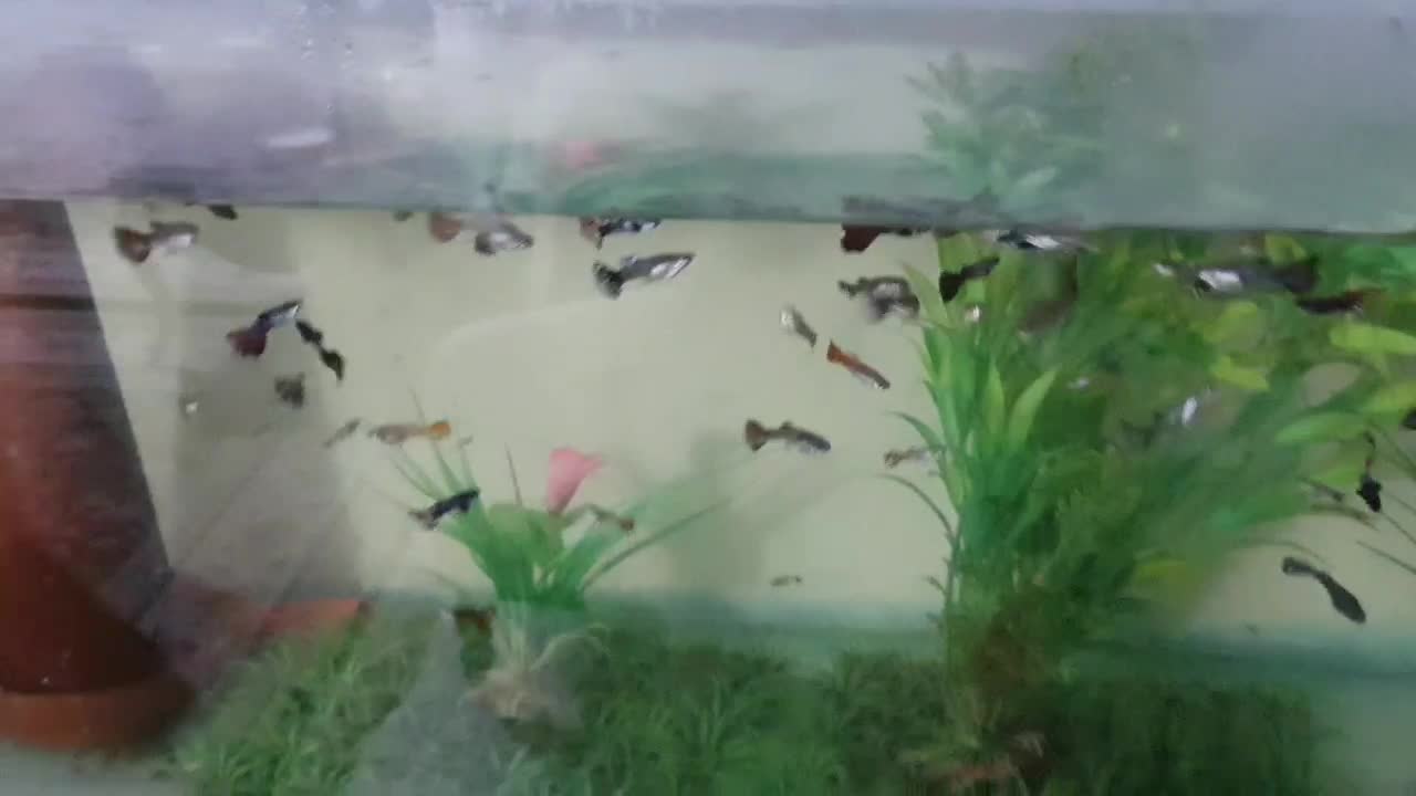 اکواریوم ۱ متری به همراه ماهی گوپی و لوازم|ماهی|شیراز, میانرود|دیوار