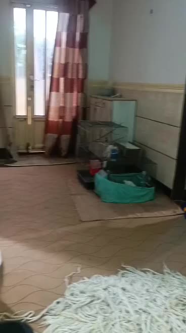 عروس هلندی|پرنده|بهبهان, |دیوار