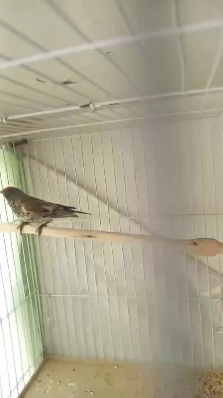 گلبسر نر مست خون قناری سهره|پرنده|مشهد, عبادی|دیوار