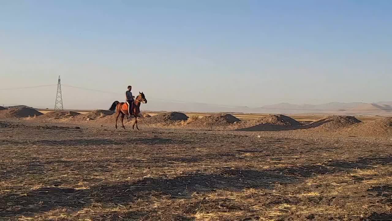 مادیان کرد|اسب و تجهیزات اسبسواری|ماهیدشت, |دیوار