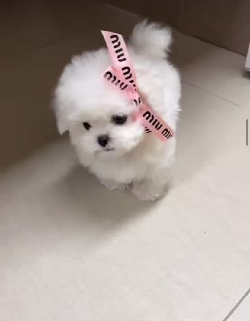 سگ میکرو|سگ|اصفهان, باغ فردوس|دیوار