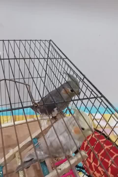 طوطی عروس|پرنده|صومعهسرا, |دیوار