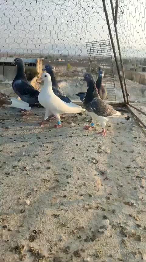 کفتر پلاکی دسته اولی روبوم|پرنده|سروستان, |دیوار