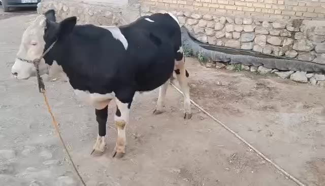 چهار راس گوساله نر سیمینتال جنس وزن 380تا 400|حیوانات مزرعه|حمیل, |دیوار