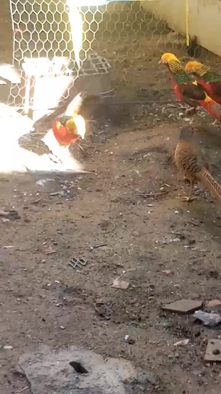 پرنده زینتی|پرنده|مینودشت, |دیوار