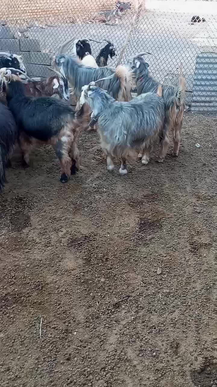 بز شهرکردی مخصوص داشت|حیوانات مزرعه|سیدان, |دیوار