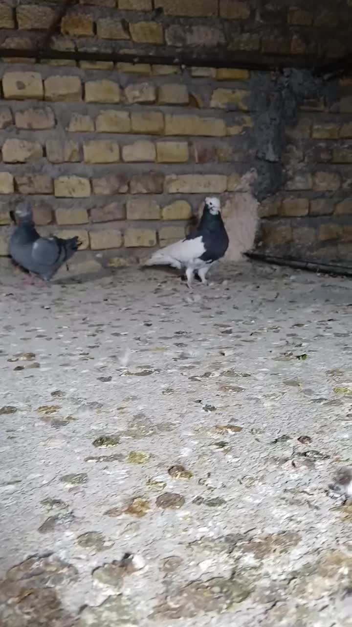 سرور|پرنده|یزد, |دیوار