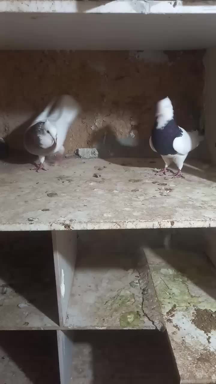 کبوتر طوقی|پرنده|اقبالیه, |دیوار