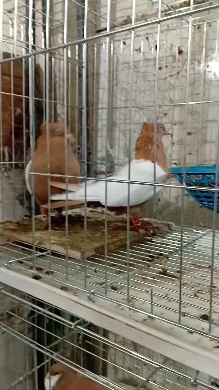 سینه ای چپ اشعل دمسفید یکت|پرنده|اندیمشک, |دیوار