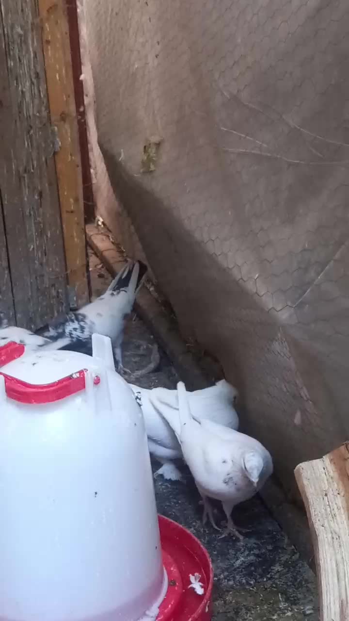 کبوترهای سو قدیم تهران|پرنده|تهران, حشمتیه|دیوار