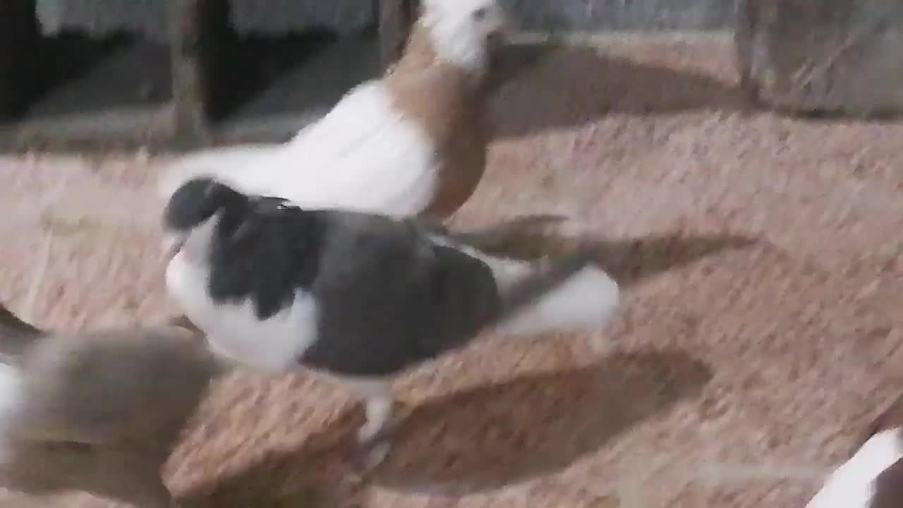 کبوتر شهری|پرنده|شیراز, ریاستی|دیوار