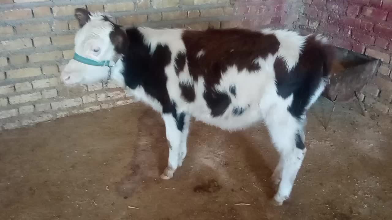 گوساله ماده سیمینتال و هلشتاین|حیوانات مزرعه|ایلام, |دیوار