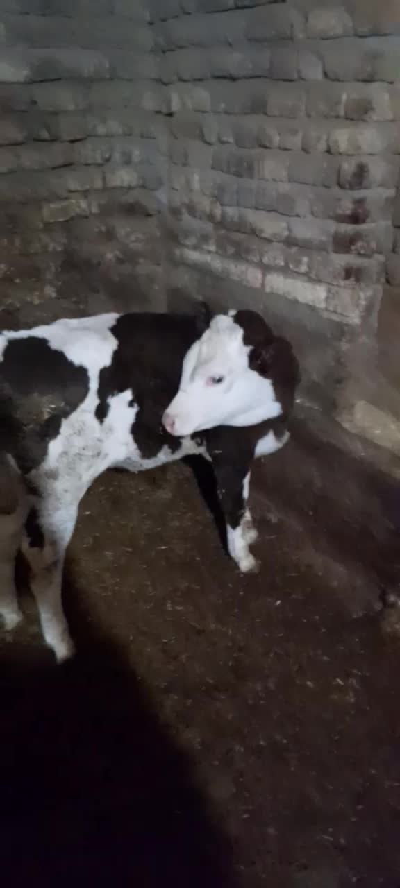 گوساله ماده|حیوانات مزرعه|بیلوار, |دیوار