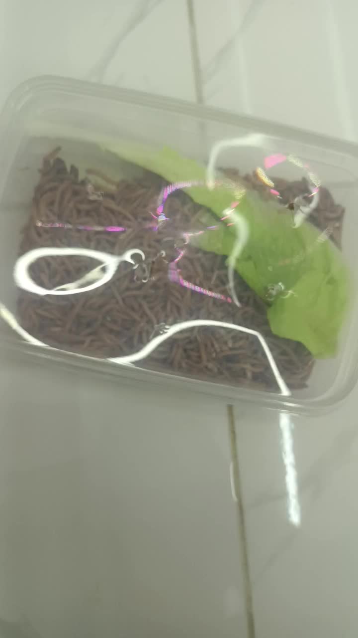 ماهی|ماهی|سنندج, |دیوار