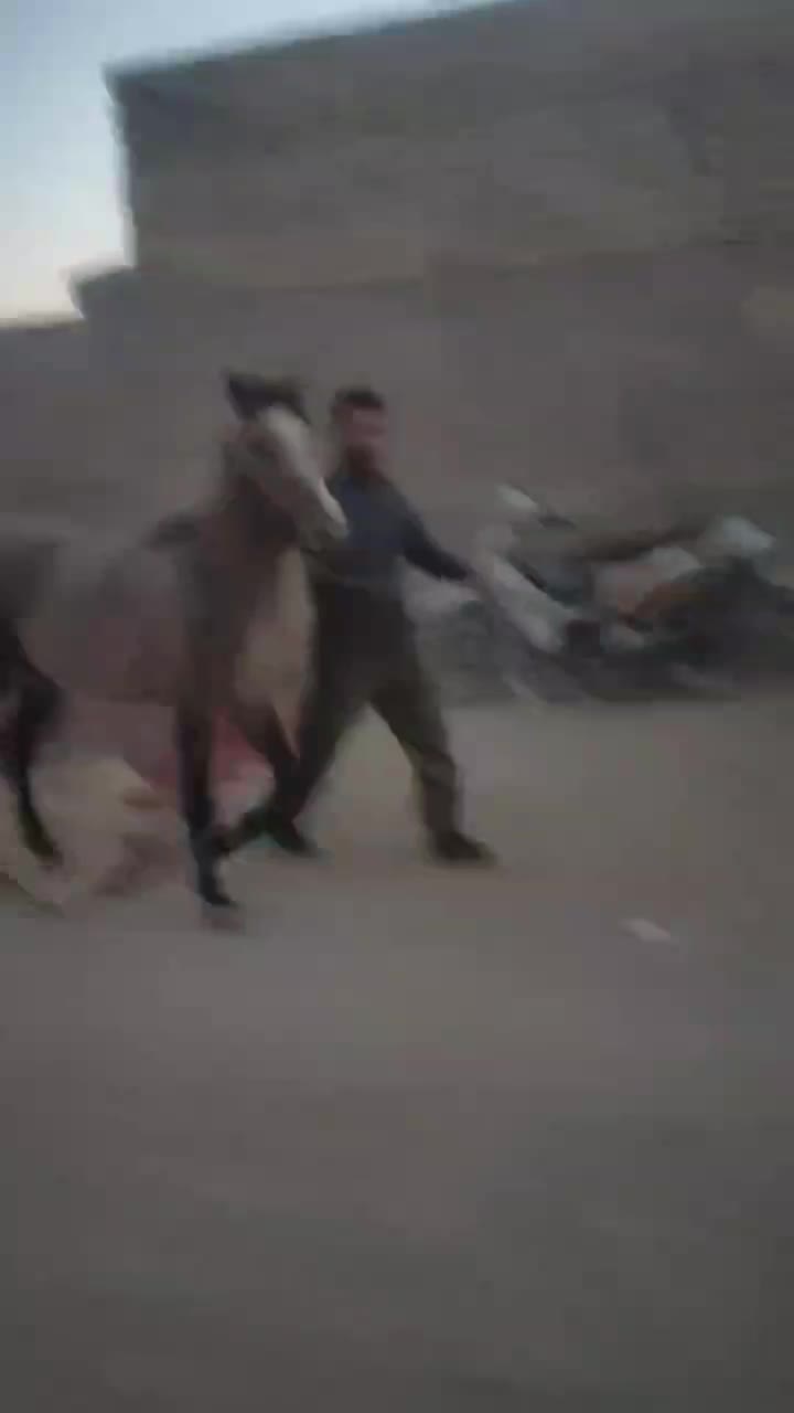 سالار کری نریون کردتاییدیه دار|اسب و تجهیزات اسبسواری|اصفهان, حصه شمالی|دیوار