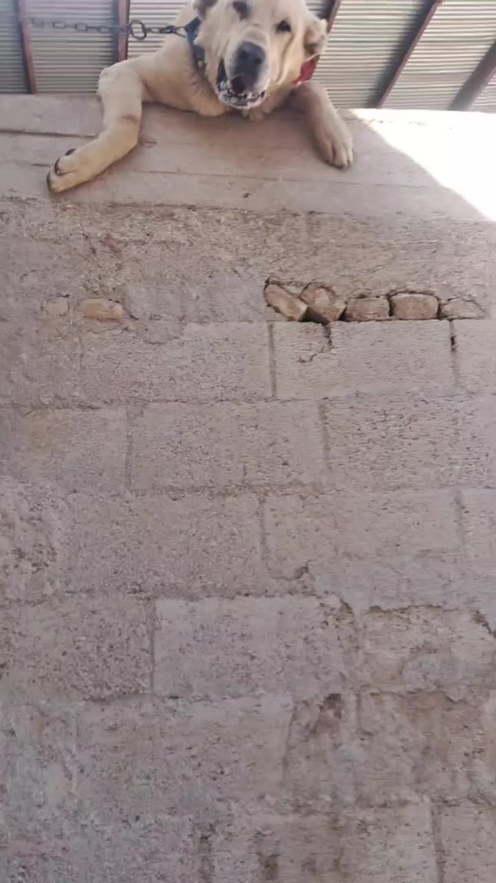 سگ سرابی|سگ|شهرکرد, |دیوار