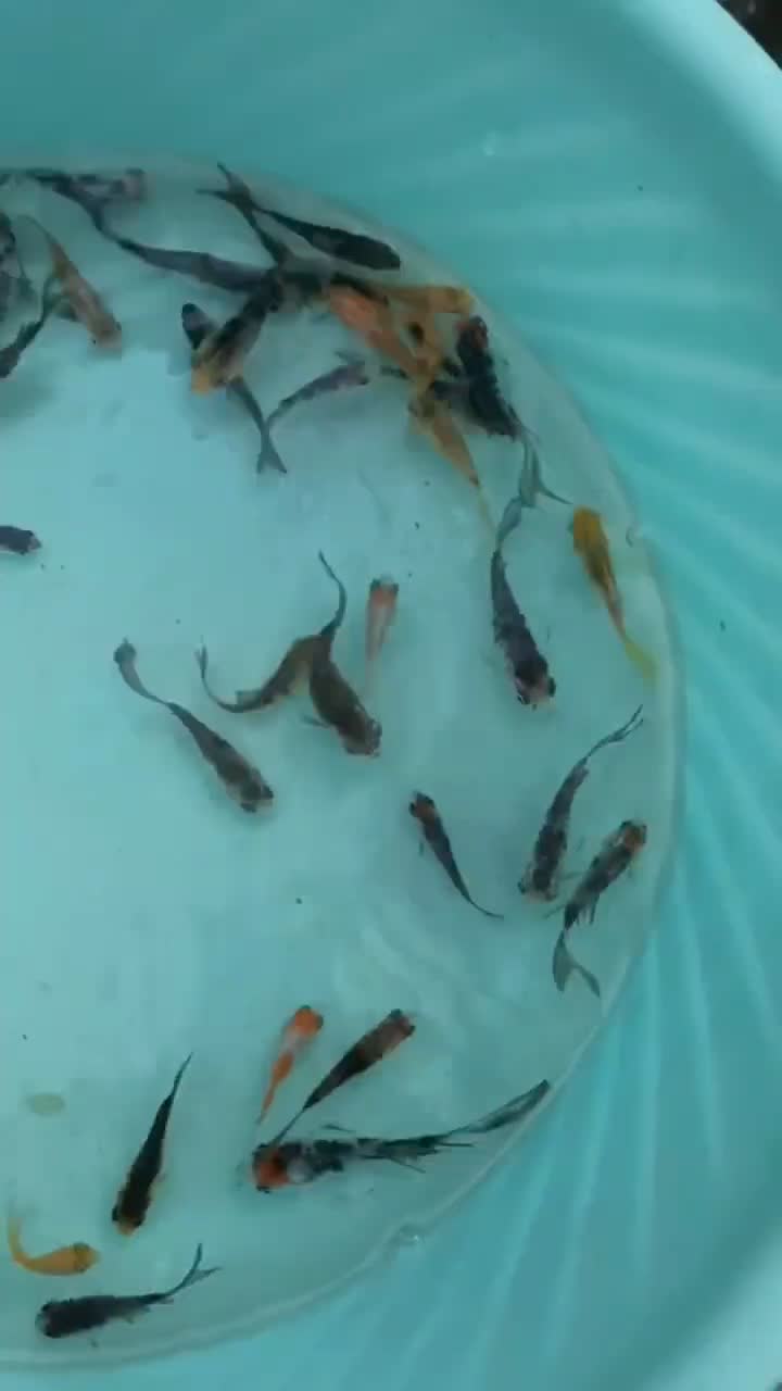 گلدفیش|ماهی|بردسکن, |دیوار