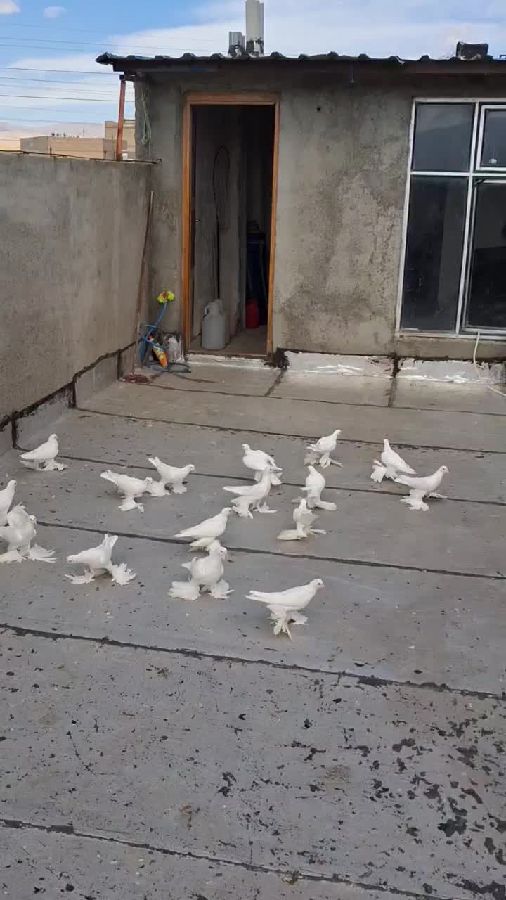 چند عدد لوطی اویناخ|پرنده|اهر, |دیوار