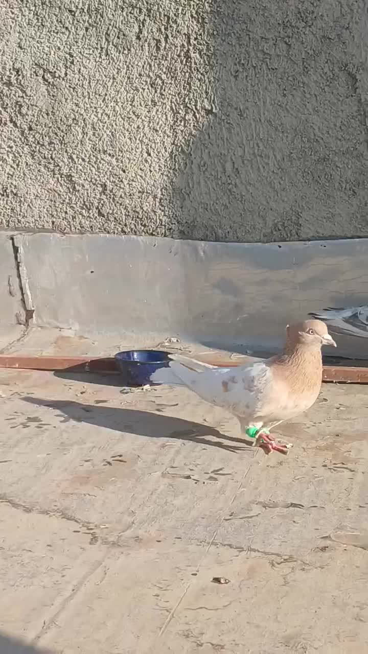 کله زرد|پرنده|لنجان, |دیوار