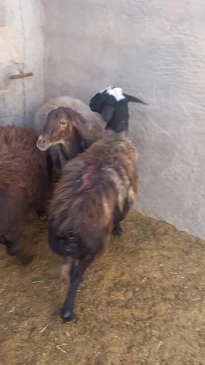 سه عدد شیشک درجه یک|حیوانات مزرعه|سرچهان, |دیوار