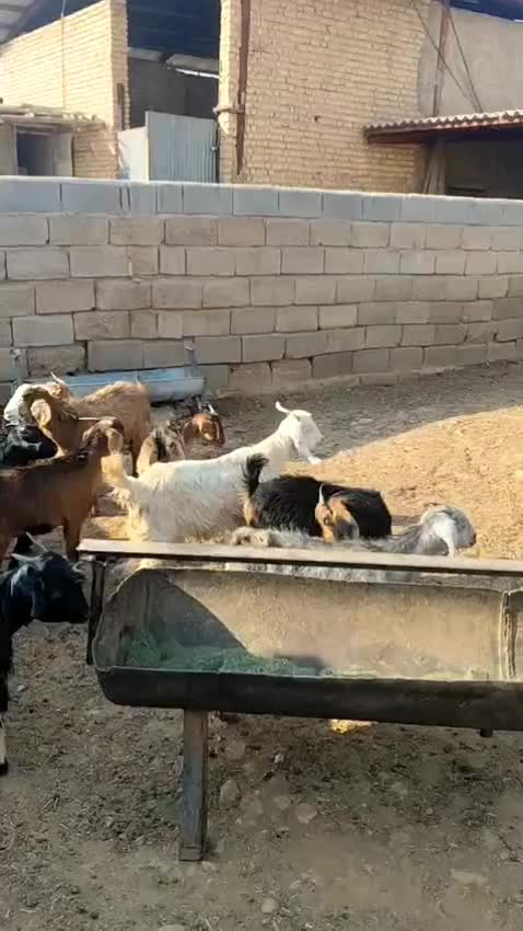 کهره سبک|حیوانات مزرعه|شیراز, کوشک بیدک|دیوار