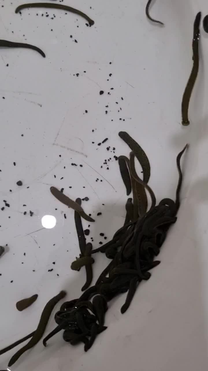 زالو طبی فول گیرا ۹ ماه قرنطینه|آرایشی، بهداشتی، درمانی|جویبار, |دیوار