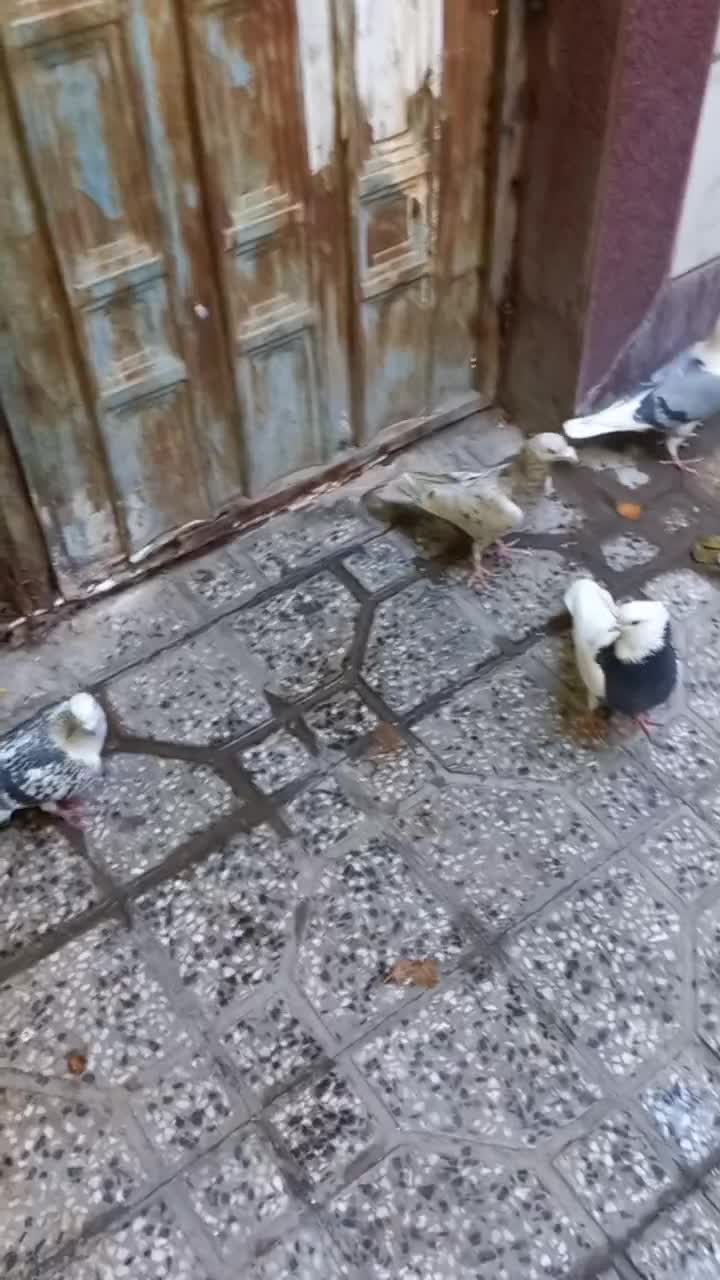 کبوترپلاکی سارسرور.پشت دار.طوقی.شامی|پرنده|خاوران, |دیوار