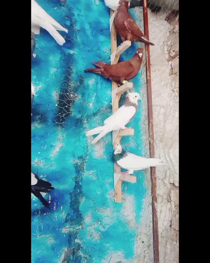 سینه|پرنده|مرودشت, بیست متری بیمارستان|دیوار
