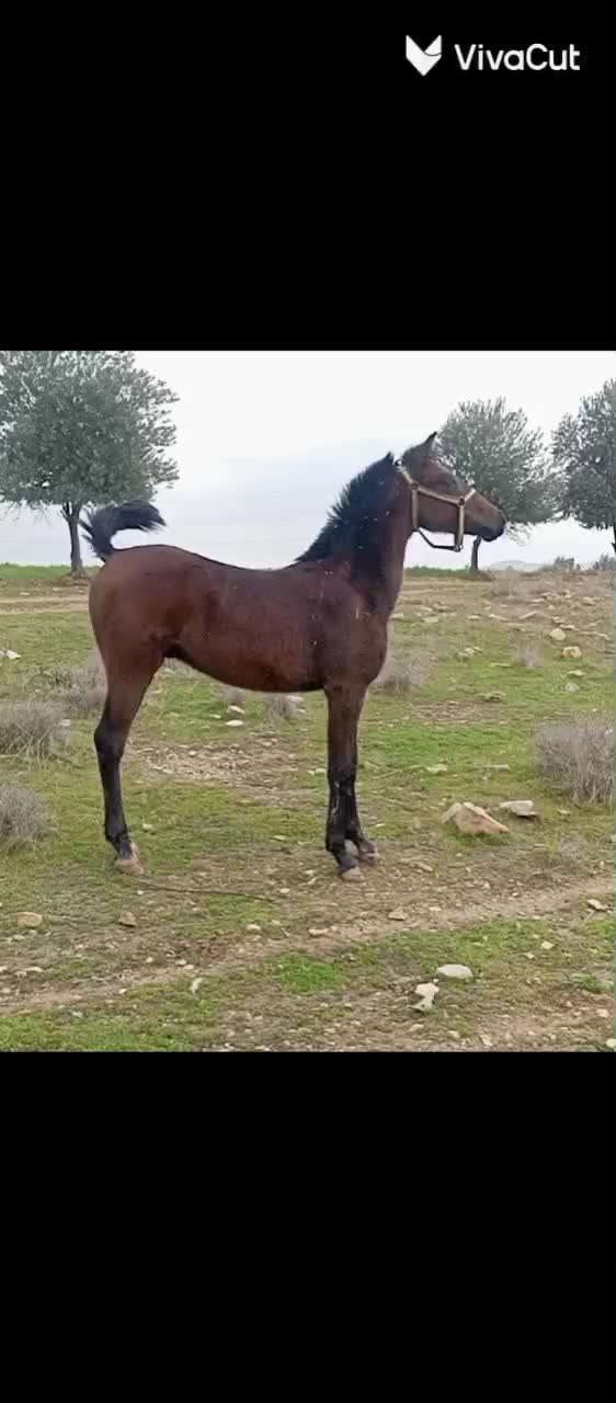 کره اسب|اسب و تجهیزات اسبسواری|گیلان غرب, |دیوار