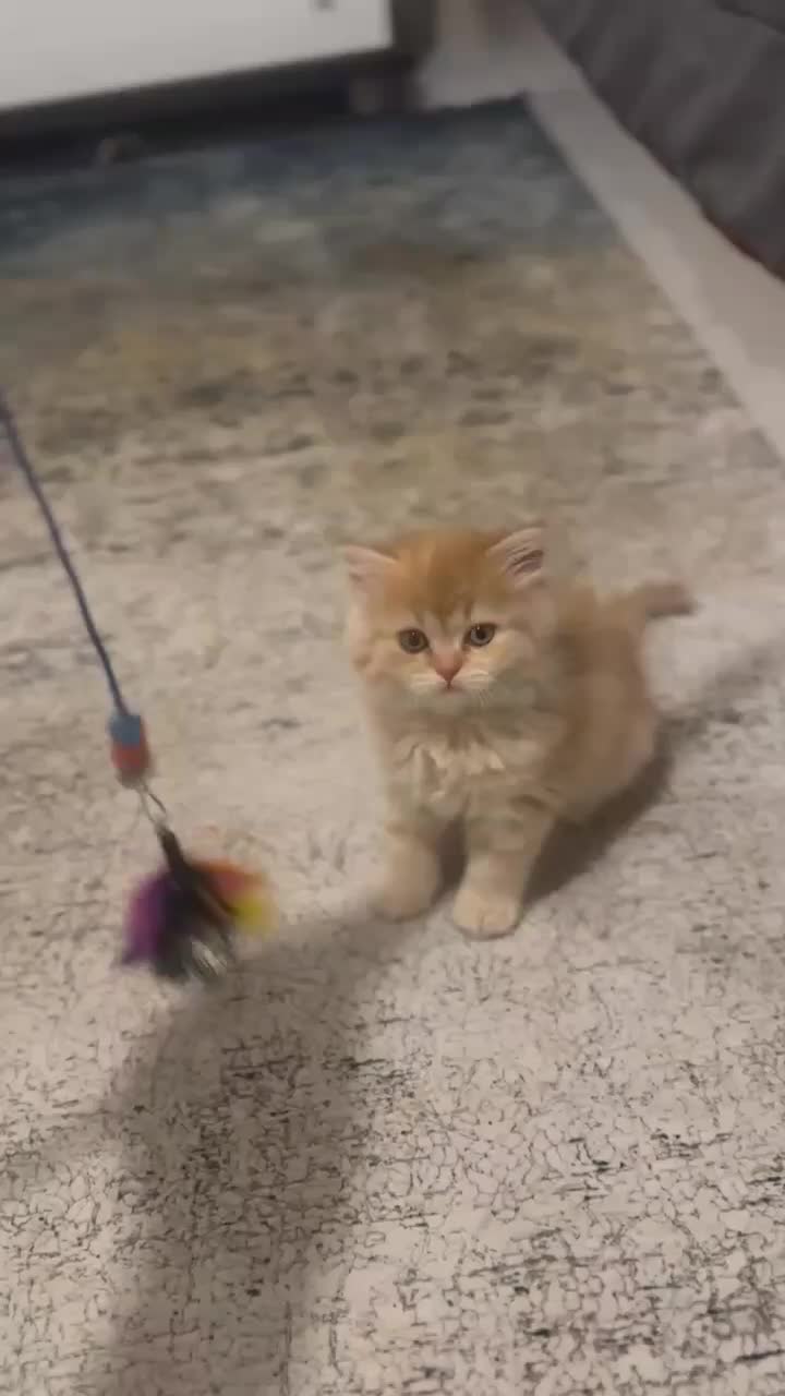 طوله گربه..|گربه|تهران, میرداماد|دیوار