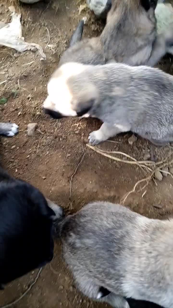 واگذاری ژرمن|سگ|چابکسر, |دیوار