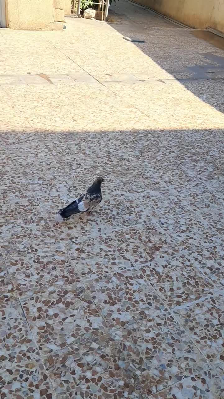 پرنده کله ای ارتشی ....|پرنده|ایذه, |دیوار