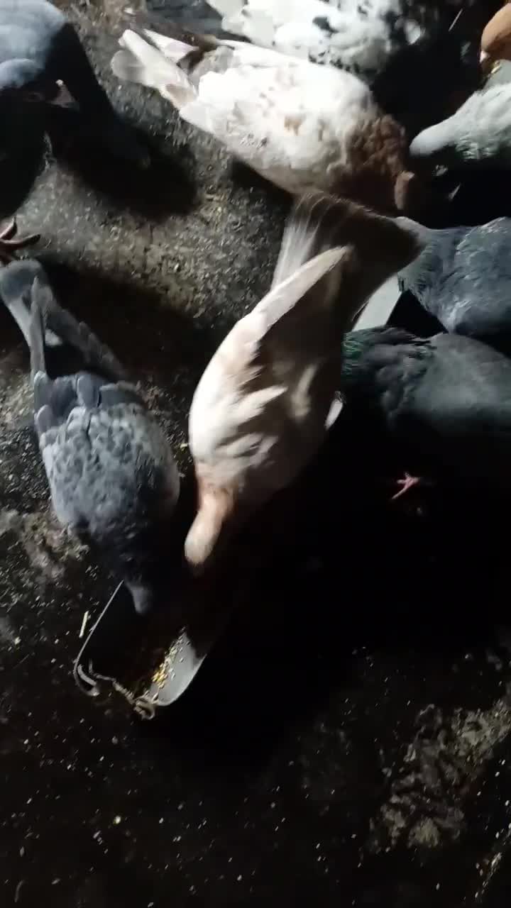 کبوترفروشی|پرنده|زبرخان, |دیوار