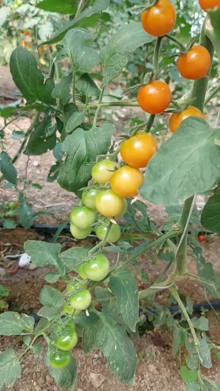 نیاز به نیروی کار آقا جهت کار در گلخانه|استخدام صنعتی، فنی، مهندسی|گرمی, |دیوار