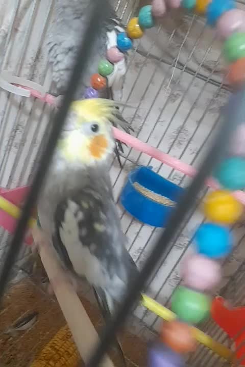 عروس هلندی|پرنده|مشهد, جاهد شهر|دیوار