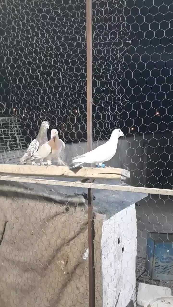 دسته سرور ۱۸تایی|پرنده|ارژن, |دیوار