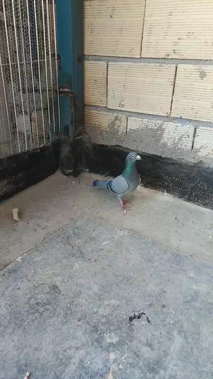 آلمانی|پرنده|مشهد, خرمشهر|دیوار