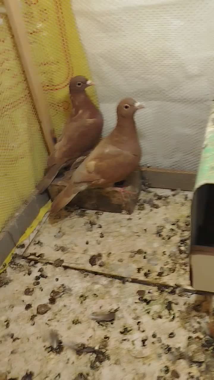 کفتر گلی|پرنده|زرند, |دیوار