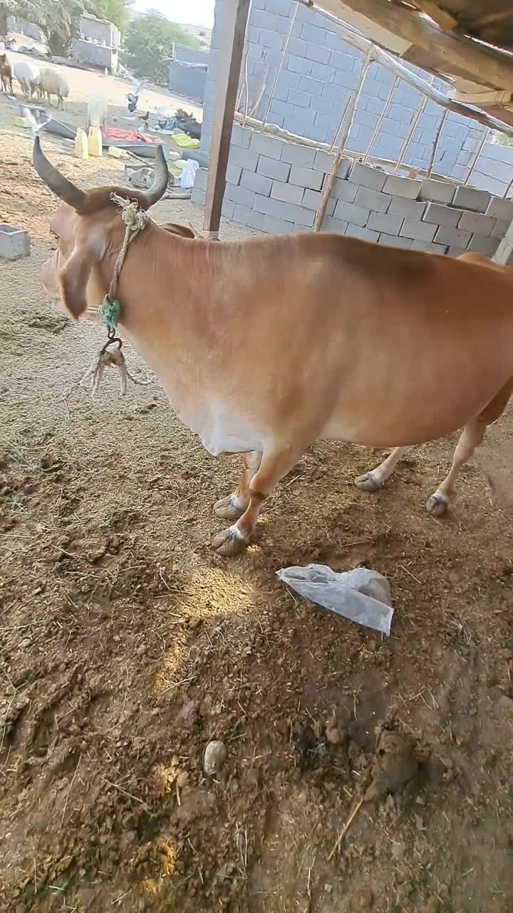 گاو|حیوانات مزرعه|بندرعباس, |دیوار