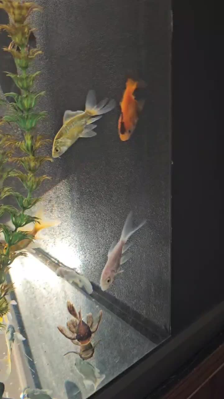 گلدفیش اوراندا و اپاچی کوی پلاتینیوم باله بلند|ماهی|تهران, توحید|دیوار