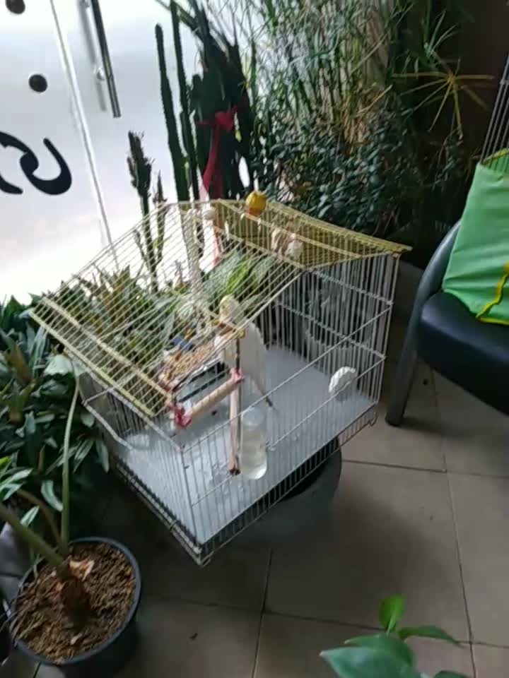 عروس هلندی ماده دستی مرغ مینا ماده ۱۴ کلمه حرف|پرنده|هشتگرد, شهرک ولیعصر (مصلی)|دیوار