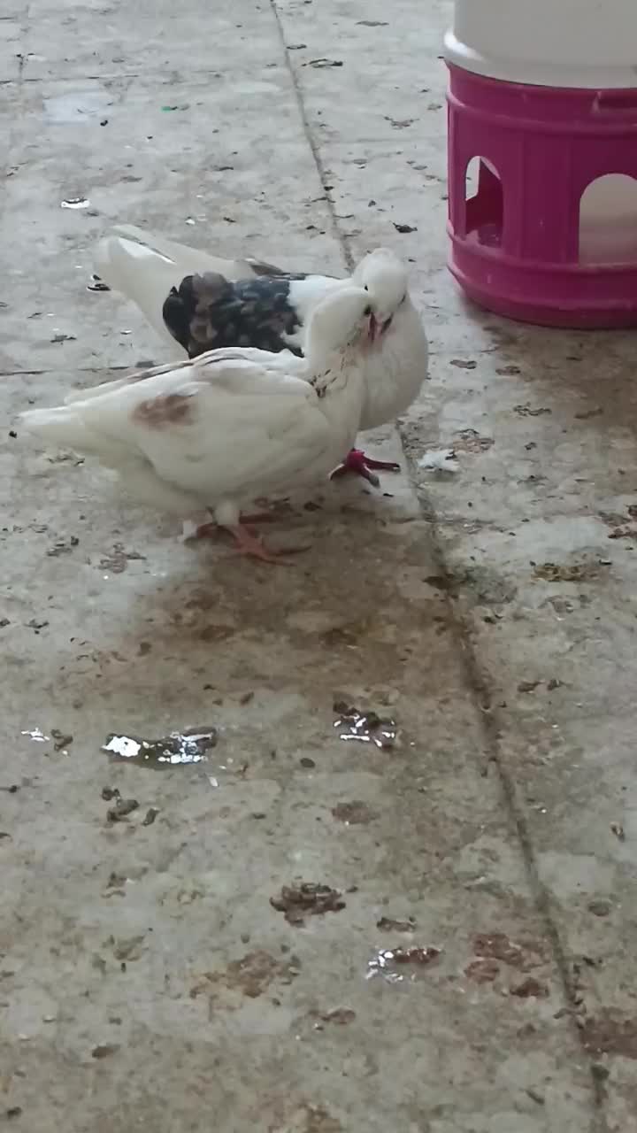 جوجه|پرنده|دورود, |دیوار