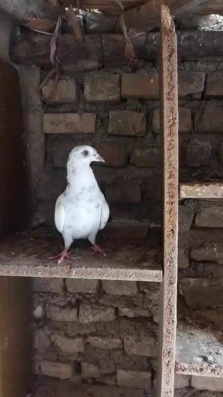 کبوتر آلمانی جوانه|پرنده|آزادشهر, |دیوار