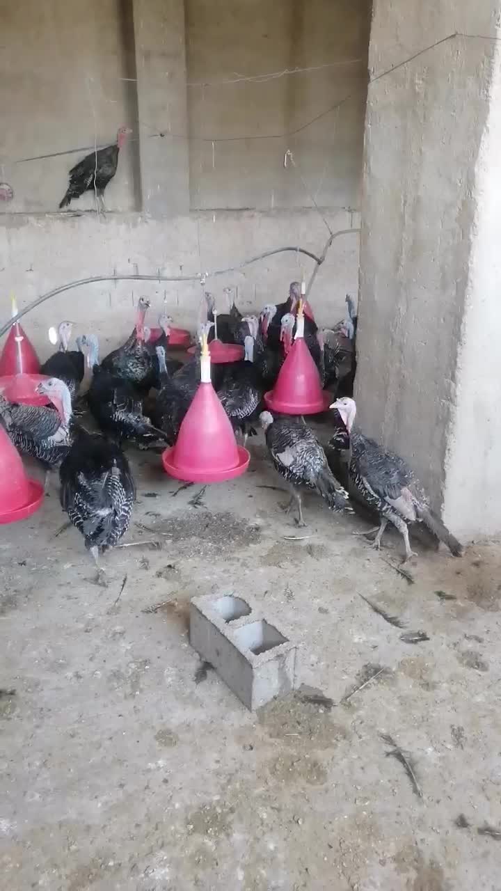 بوقلمون برنز محلی همراه تخم بوقلمون کاملا خانگی|حیوانات مزرعه|شیراز, کرونی(خاتونک)|دیوار