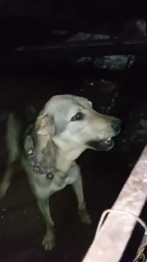 سگ  واگذاری|سگ|قزوین, |دیوار