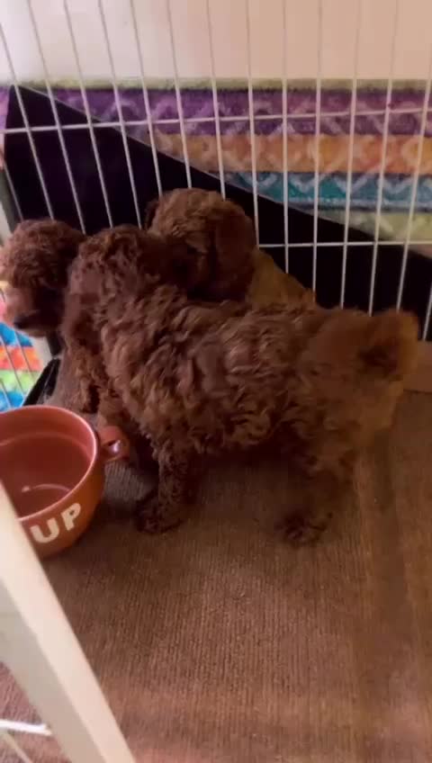 سگ پودل قهوه ی اورجینال|سگ|تهران, آسمان|دیوار