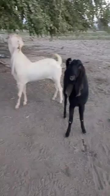 تولفقی|حیوانات مزرعه|میناب, |دیوار