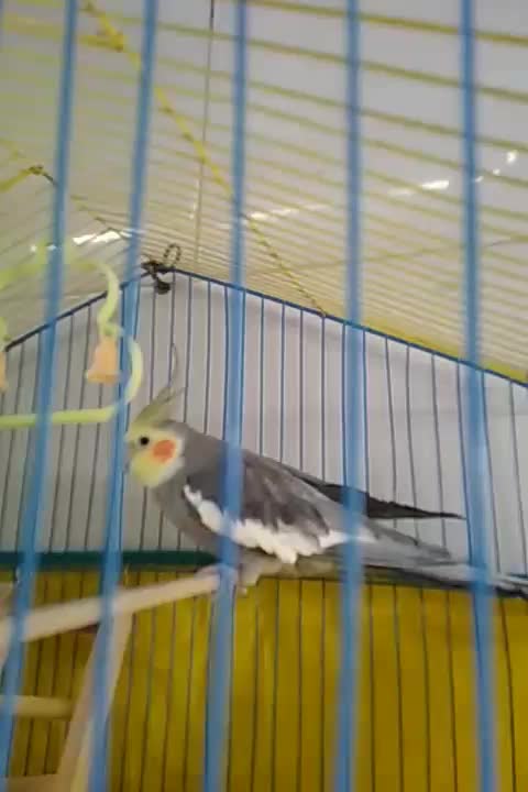 عروس هلندی و یک جفت مرغ عشق|پرنده|چمران, |دیوار